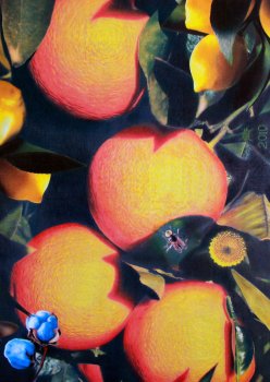 Orange, Lemon and Cotton flowers